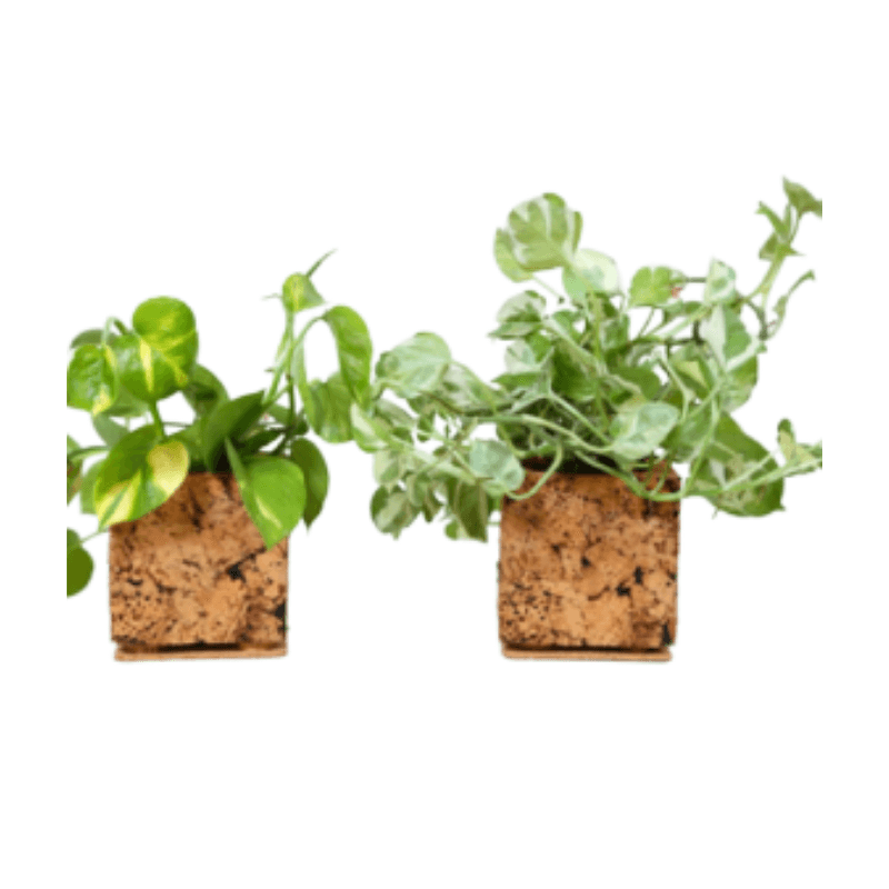 ABSTRACT PLANTER