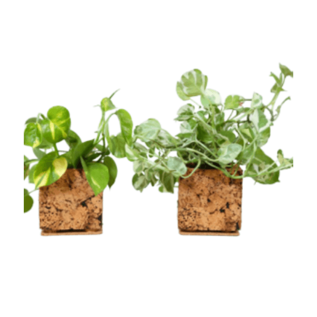 ABSTRACT PLANTER
