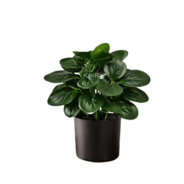 Natural looking Money Plant